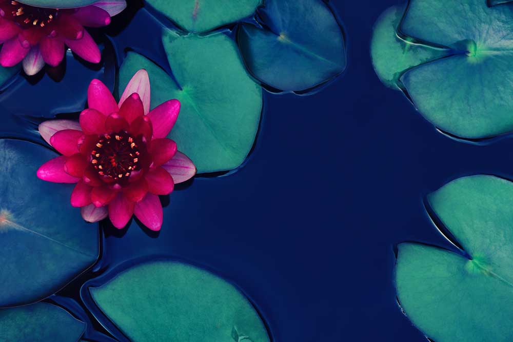 Tropical Foliage - Lotus water lily (#AA_TROPL_10)