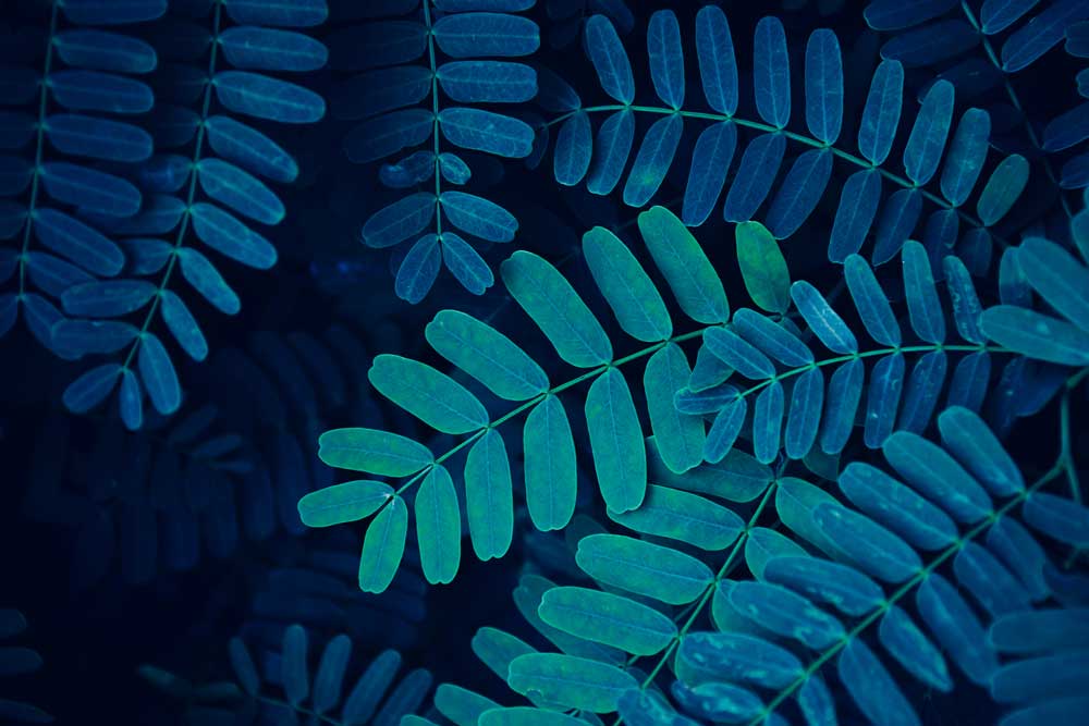 Tropical Foliage - Dark blue tones (#AA_TROPL_12)