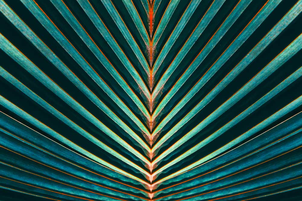 Tropical Foliage - Palm leaf stripes (#AA_TROPL_13)