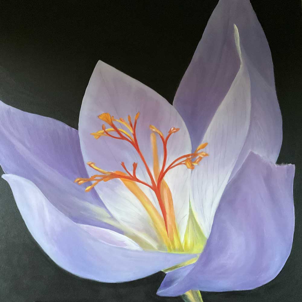 As The Bee Sees The Flower - The-Autumn-Crocus (#LF_14)
