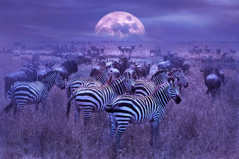 Very Peri - African Savannah at Night (#AA_VPERI_01)