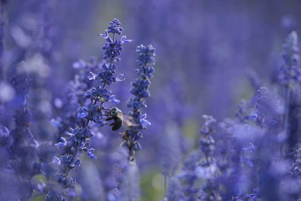 Very Peri - Busy Bee (#AA_VPERI_09)