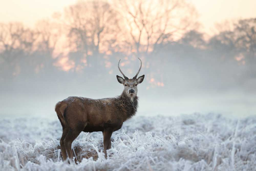 Winter Chilling - Frosty red deer buck (#AA_WCHILL_10)