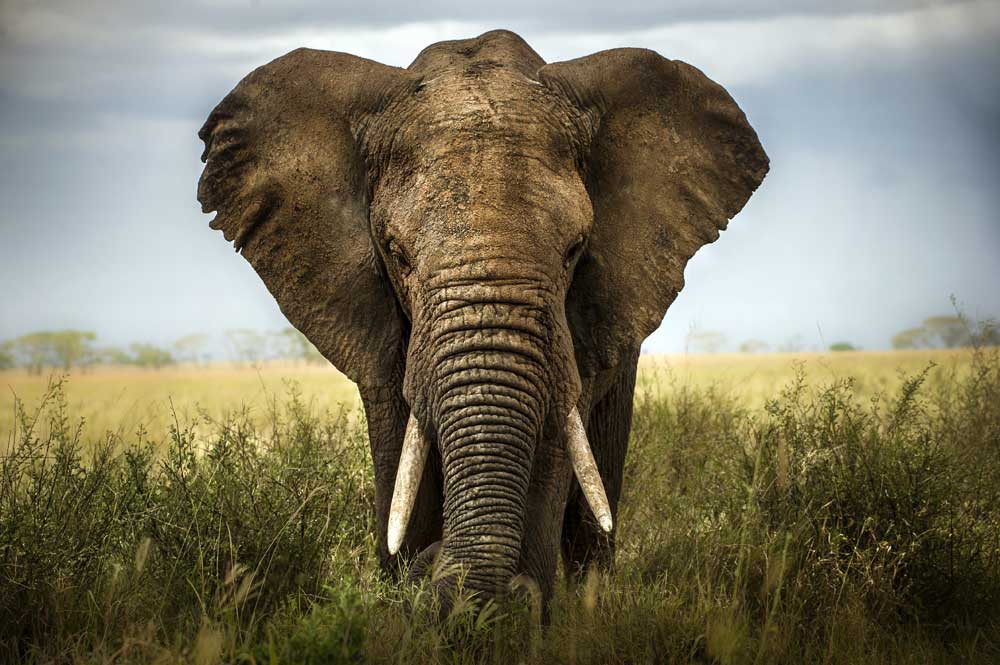 Wildlife Photography - Elephant Gaze (#AA_WILDL_01)