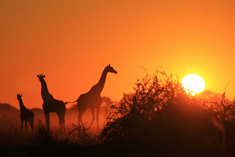 Wildlife Photography - Giraffe Sunset Silhouette (#AA_WILDL_02)