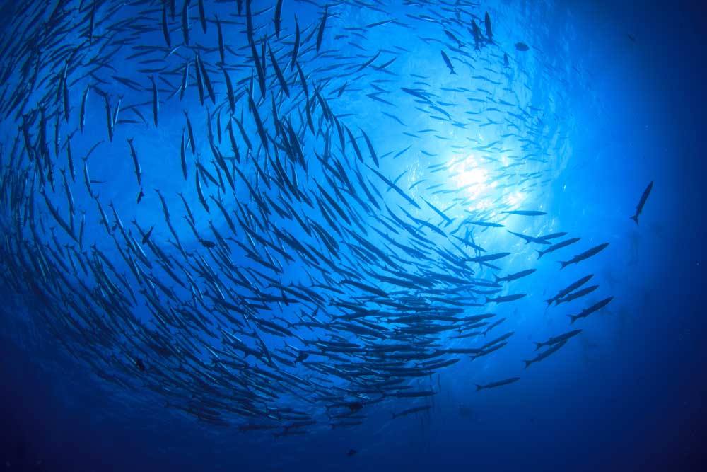 Wildlife Photography - Barracuda fish (#AA_WILDL_04)