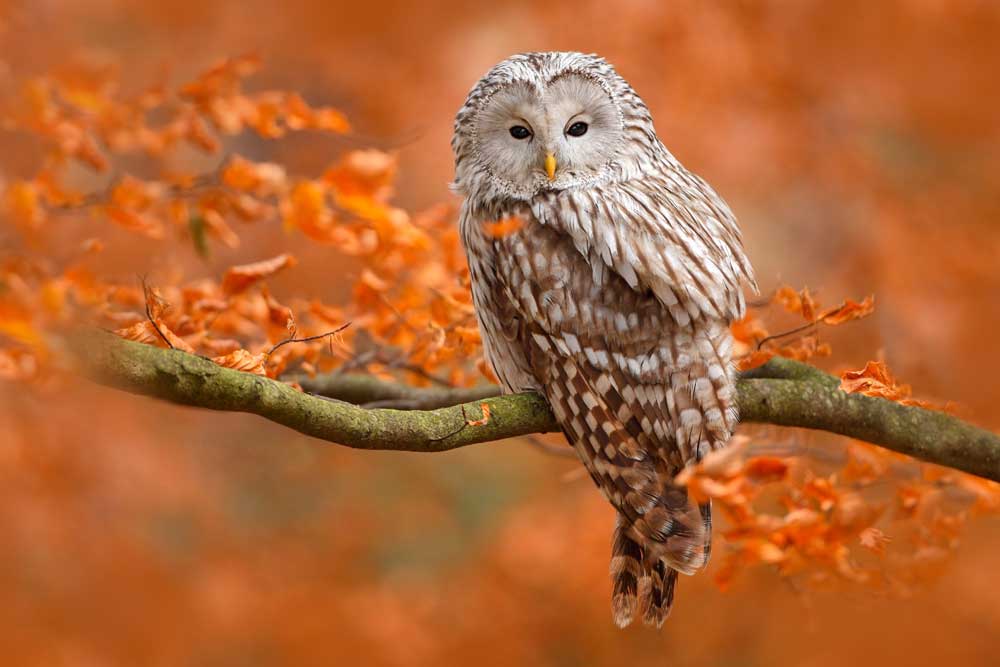 Wildlife Photography - Ural Owl in Autumn (#AA_WILDL_06)