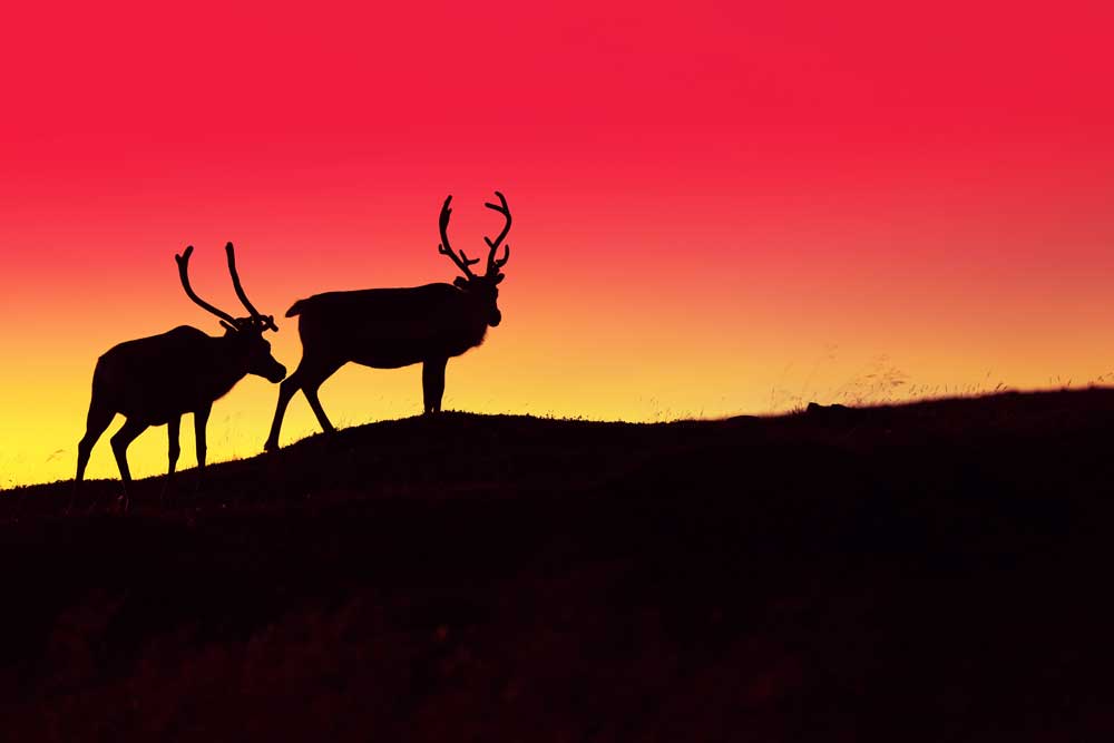 Wildlife Photography - Deer sunset sky (#AA_WILDL_07)