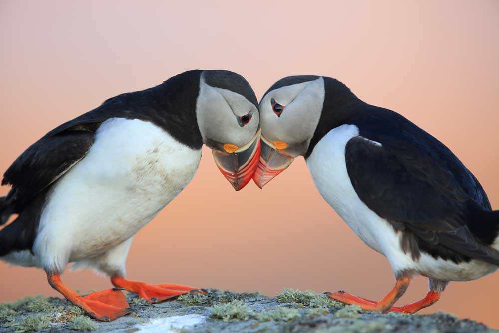 Wildlife Photography - Puffin friends (#AA_WILDL_09)