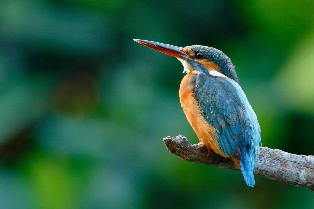 Wildlife Photography - The kingfisher (#AA_WILDL_10)