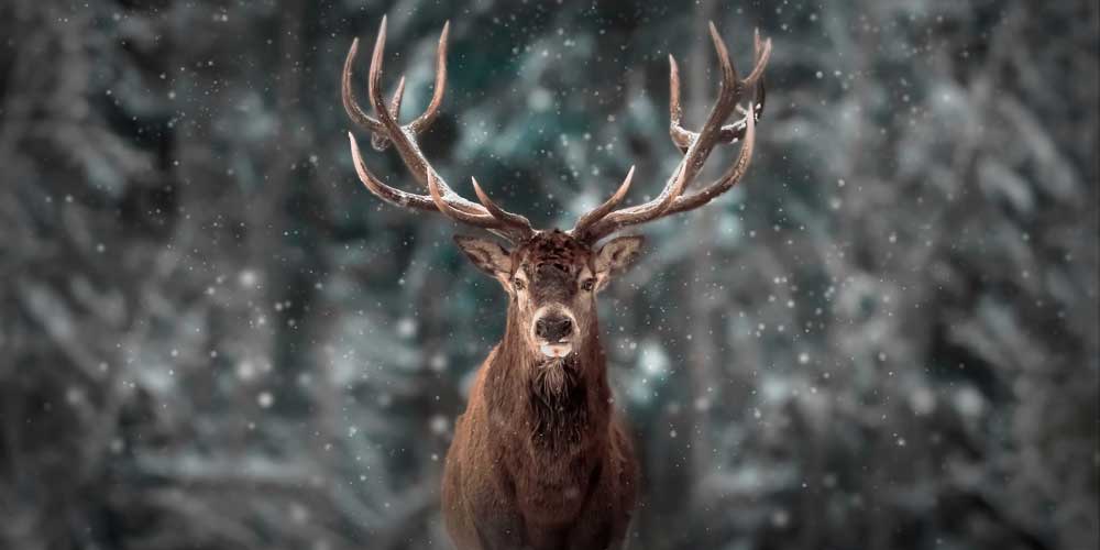 Wildlife Photography - Noble deer (#AA_WILDL_12)