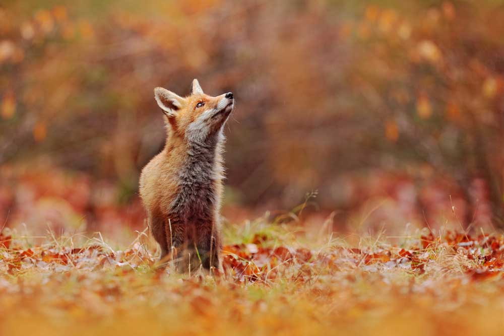 Wildlife Photography - Autumn Fox (#AA_WILDL_15)