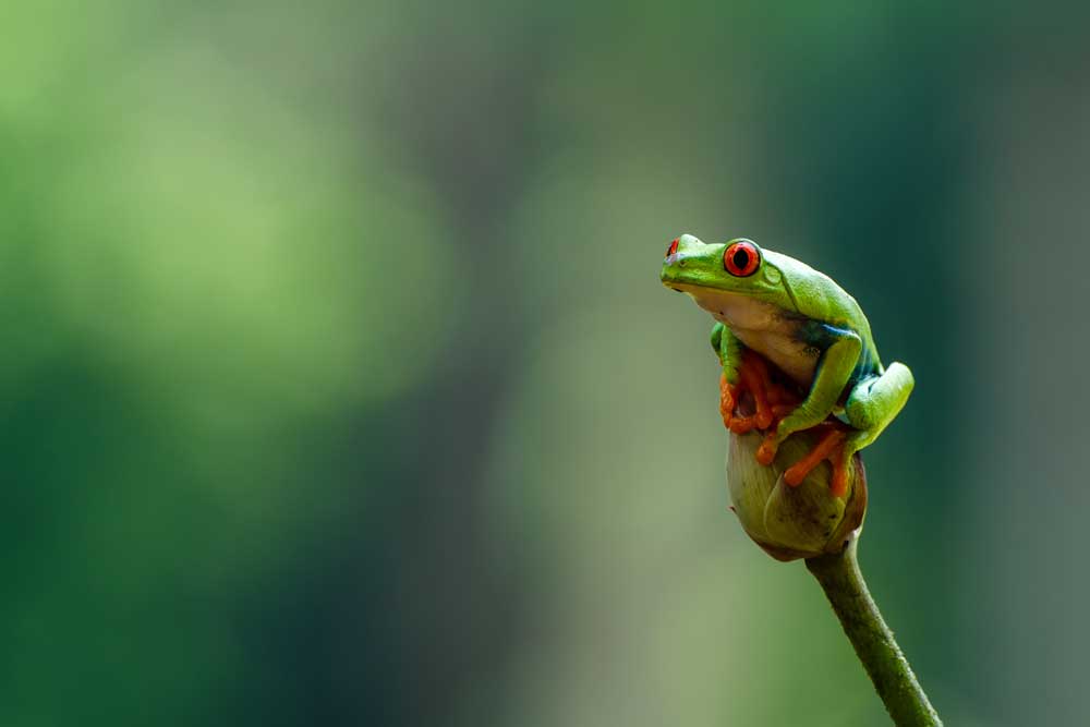 Wildlife Photography - Red-eyed treefrog (#AA_WILDL_16)