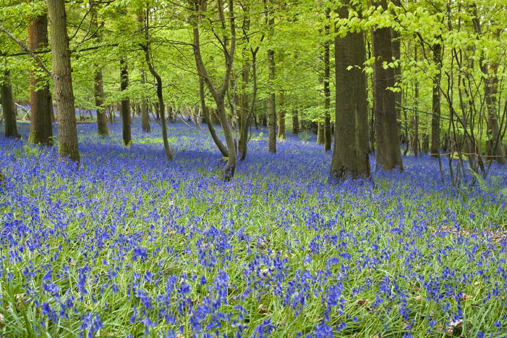 Woodlands - Spring Wild Bluebell Flowers (#AA_WOODLANDS_22)