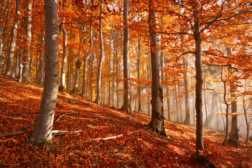 Backgrounds Forest Fall Scene
