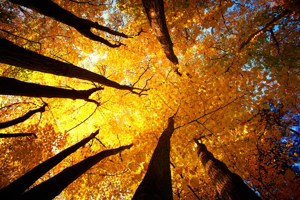 Woodlands - Autumn canopy (#AA_WOODLANDS_30)