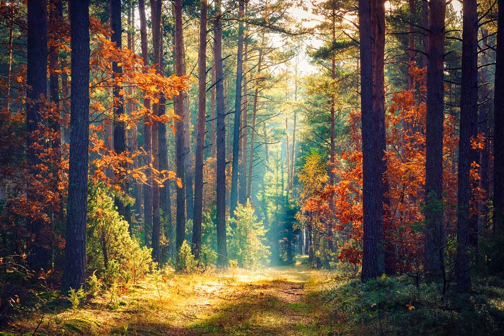 Woodlands - Autumn rays (#AA_WOODLANDS_37)