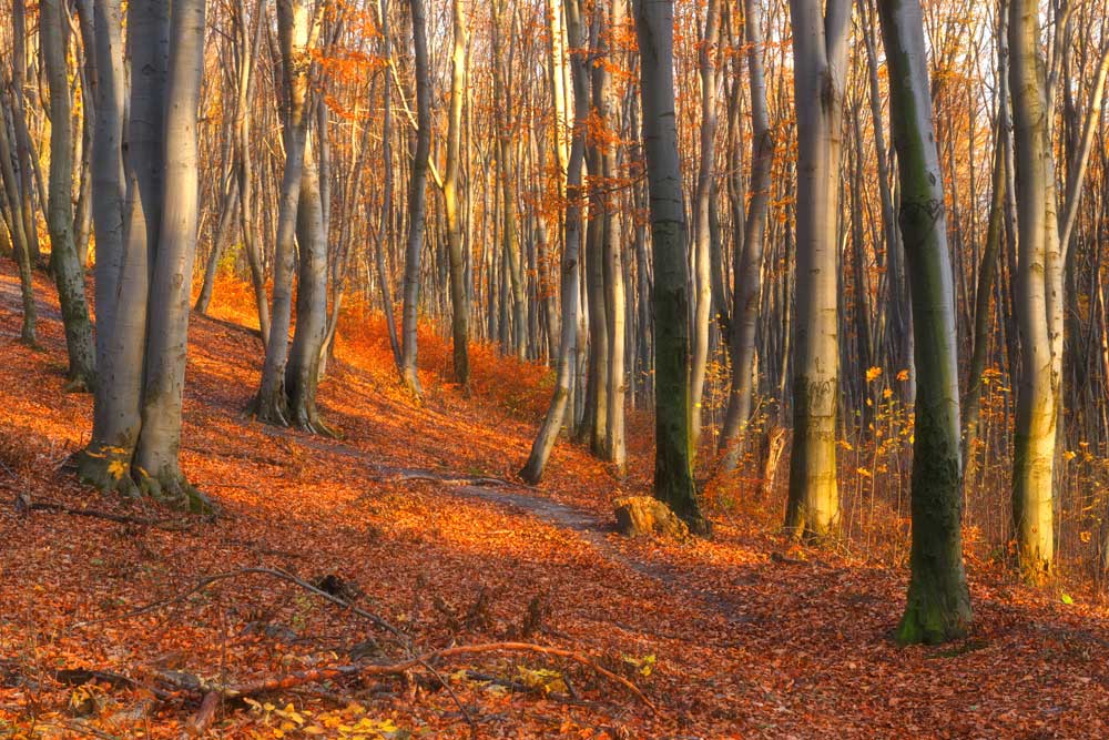 Woodlands - Autumn trees (#AA_WOODLANDS_38)