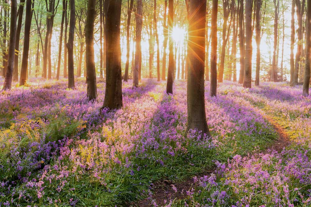 Woodlands - Queen of Pinks (#AA_WOODLANDS_40)