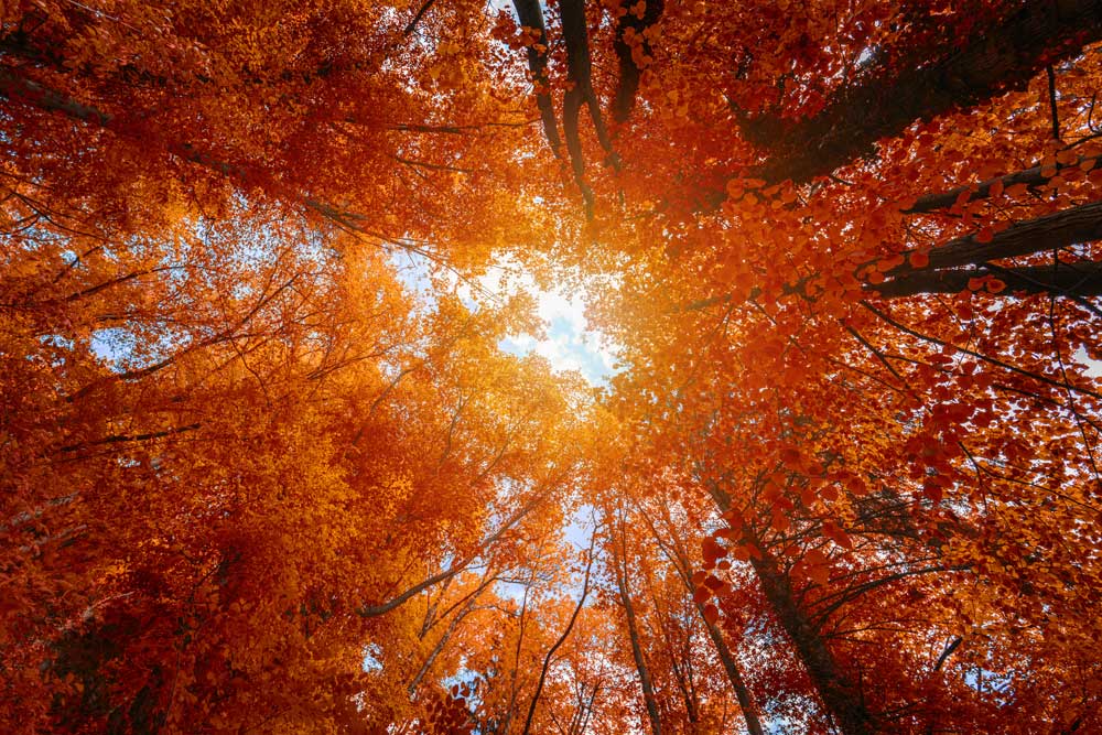 Woodlands - Autumn treetops in fall forest  (#AA_WOODLANDS_41)