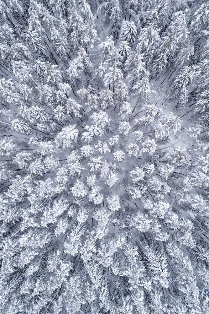 Woodlands - Top down snowy trees  (#AA_WOODLANDS_42P)