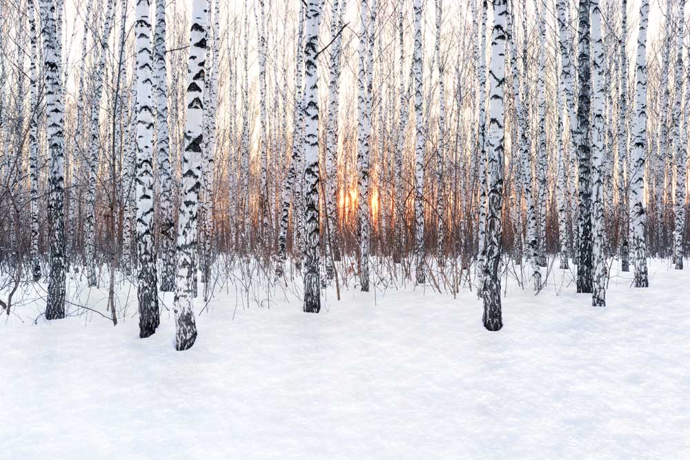 Woodlands - Winter forest sunset  (#AA_WOODLANDS_45)