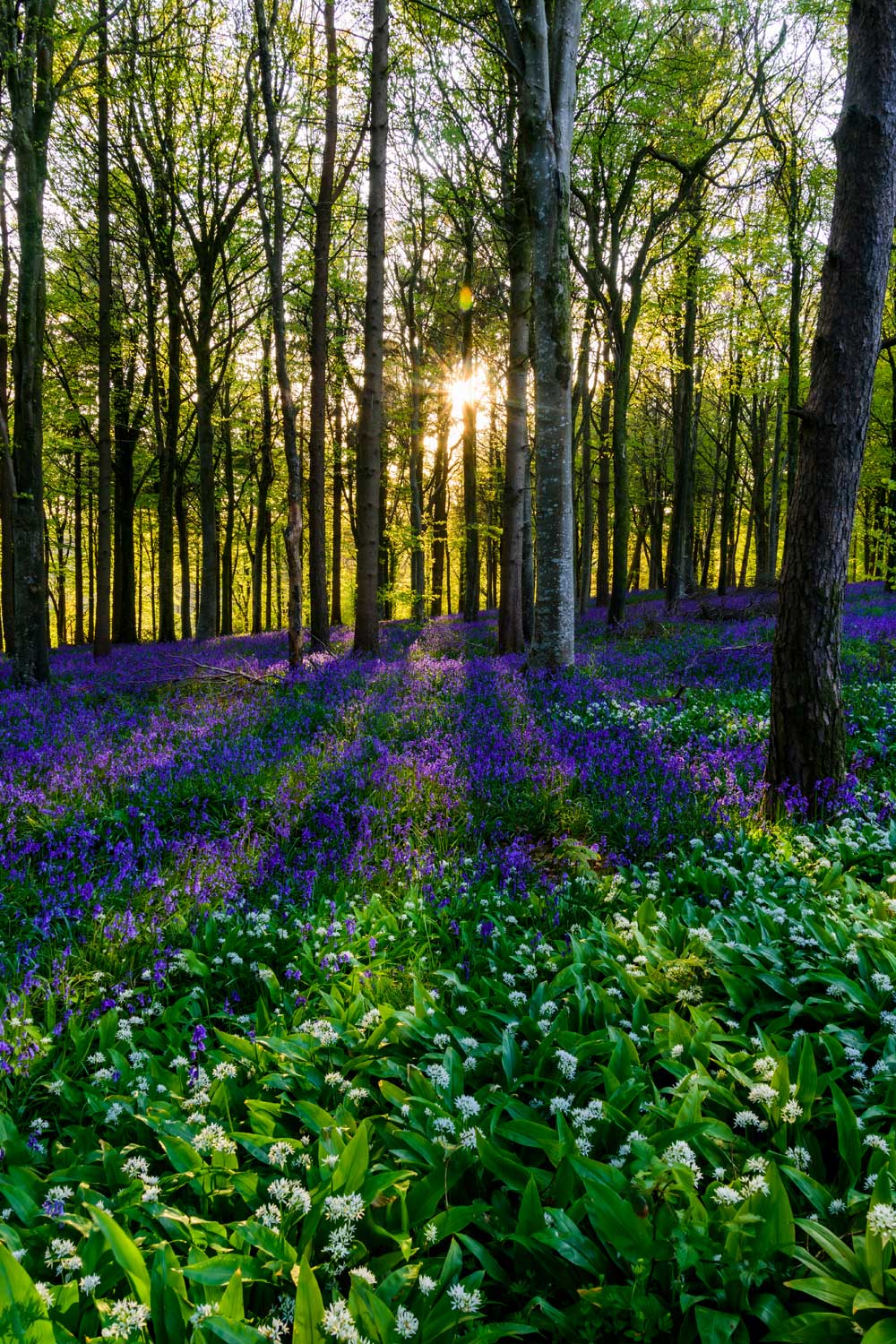 Woodlands - Spring carpet (#AA_WOODLANDS_47)