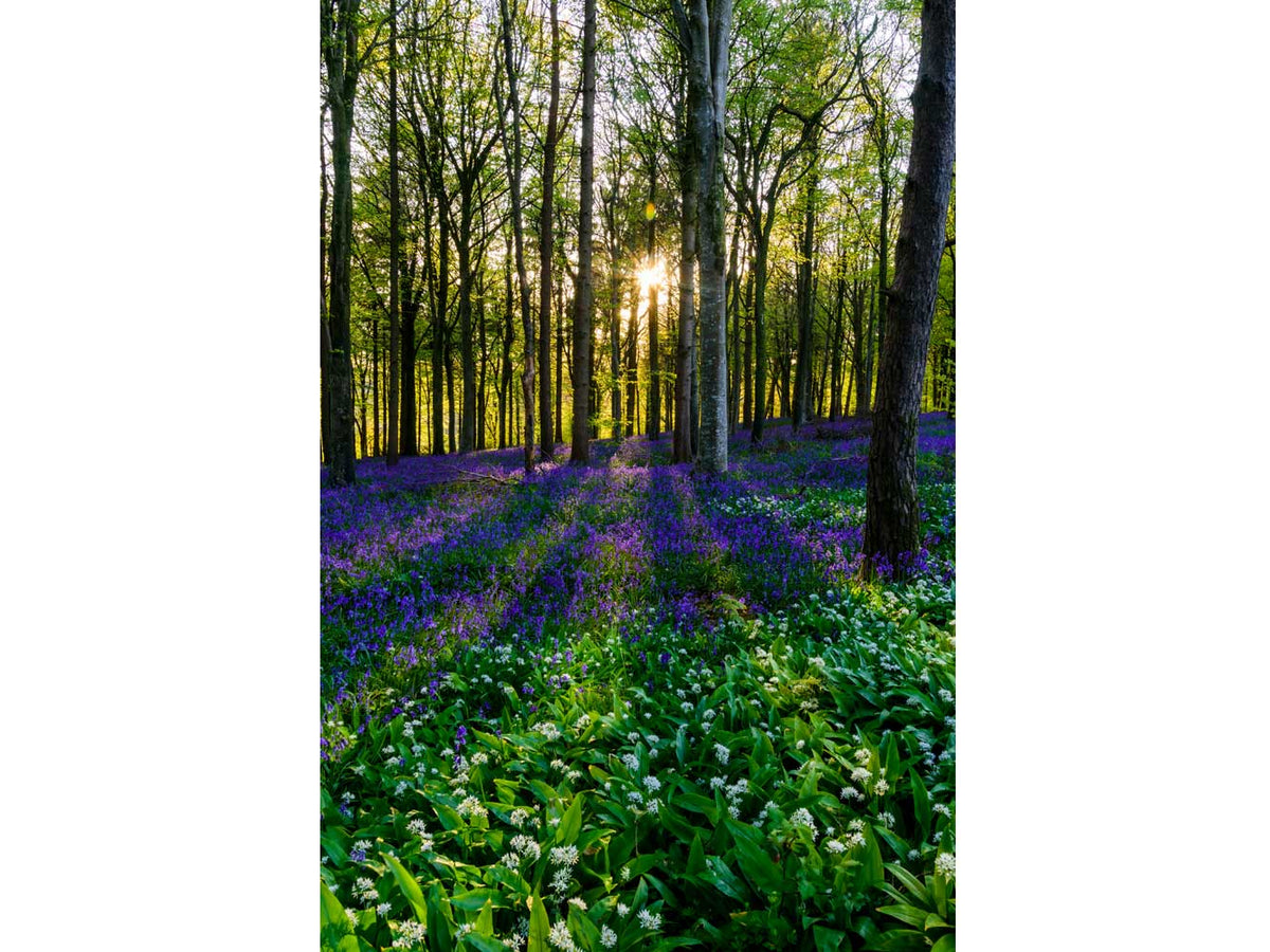 Woodlands - Spring carpet (#AA_WOODLANDS_47)